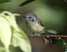 Marble-faced bristle-tyrant