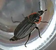 Margined Carrion Beetle (Oiceoptoma noveboracense)