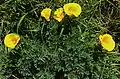 Maritime poppies, E. californica subsp. californica var. maritima (E.L. Greene) Jeps