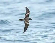 Flying dark bird over water