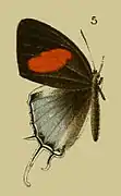 Drupadia ravindra serunica