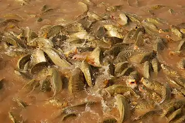 Image 22Feeding frenzyPhotograph: Luc ViatourA feeding frenzy of common carp (Cyprinus carpio) at the pond of the Agdal Gardens in Marrakesh, Morocco. Feeding frenzies may occur when predators are overwhelmed by the amount of prey available, or as a result of competition for food.More selected pictures