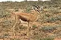 G. d. massaesyla, Souss-Massa National Park, Morocco