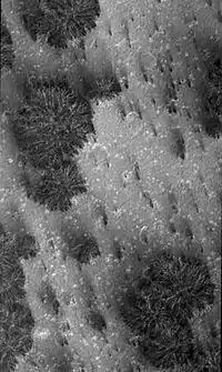 Dark dune spots on Mars, taken by the Mars Global Surveyor and released on October 16, 2000.