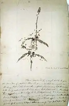 Drawing of partially complete skeleton of creature with long thin neck, small skull, and paddles