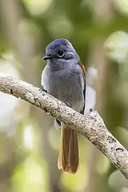 juvenile T. b. desolata, Mauritius