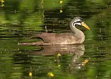 Masked finfoot, a beautiful bird found in mangrove forests.