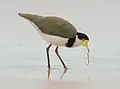 A masked lapwing feeding on a sand worm