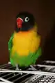 Masked lovebird (wild type)