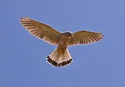 Mauritius Kestrel in Kestrel Valley Mauritius