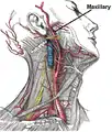 Superficial dissection of the right side of the neck, showing the carotid and subclavian arteries. Origin of maxillary artery is labeled.