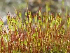 Young sporophytes of the common moss Tortula muralis (wall screw-moss)