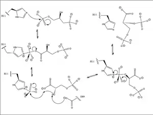 Mechanism for conversion of 1-3BPG to 2-3 BPG.