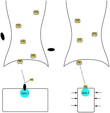 Alpha 1 blockers bind to alpha 1 adrenergic receptors on the surface of vascular smooth muscle cells.  This interferes with norepinephrine (NE) binding to alpha 1 adrenergic receptors, preventing smooth muscle contraction.