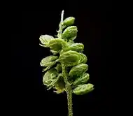 unripe seed pods (green)