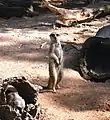 Meerkats