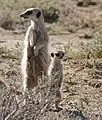 Meerkats