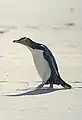 Yellow-eyed penguin