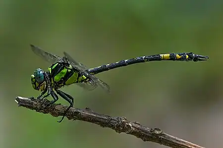 male