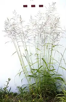 Yerba de guinea(Urochloa maxima)