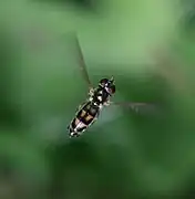 Female hovering