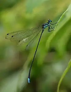 male