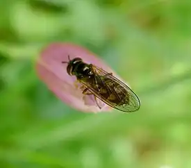 Melanostoma sp.