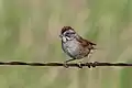 Swamp Sparrow