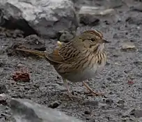 Lincoln's sparrow