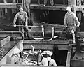 Men unloading salmon. 1937.