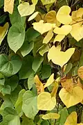 Menispermum dauricum foliage