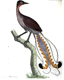 Menura superba – superb lyrebird (1800) by Thomas Davies