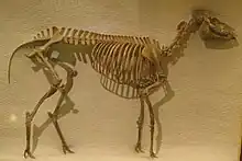 Mesohippus