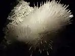 Mesolite often forms in fibrous crystals