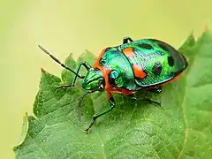 The shield bug, Scutiphora pedicellata, on a leaf.