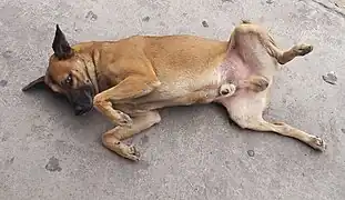 A Mexican street mutt