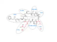 The chemical composition of microcystin-LR, made up of 7 amino acids