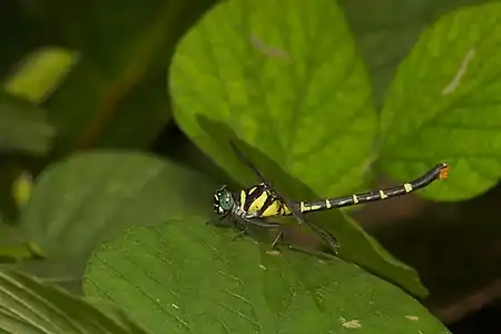 Microgomphus souteri female