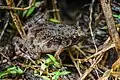 Microhyla butleri, Noisy chorus frog - Phu Kradueng National Park