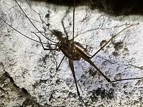 Cave wētā in Miner's Cave