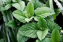 Mint leaves