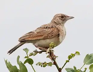 Malbrant's lark, M. (a.) malbranti, in Angola