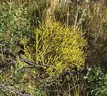 flowers and foliage