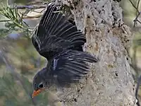 Fledgling leaving its nest for the first time.