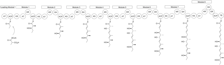 Proposed Biosynthesis of Nargenicin.