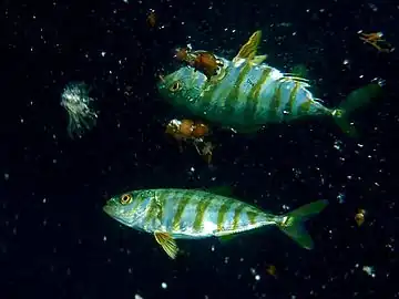 Juvenile Japanese amberjack