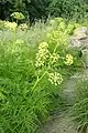 Mature plant in flower and fruit, Botanischer Garten Berlin-Dahlem