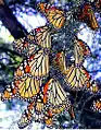 Monarch butterflies (Danaus plexippus) roosting in the fall on their migration south to Mexico