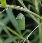 Monarch butterfly chrysalis