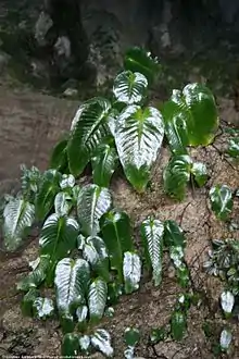 Monophyllaea glauca – each leaf is one separate plant